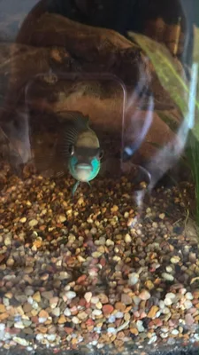 free electric blue Chilid